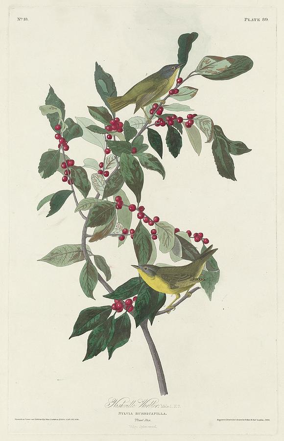 John James Audubon Drawing - Nashville Warbler by Dreyer Wildlife Print Collections 