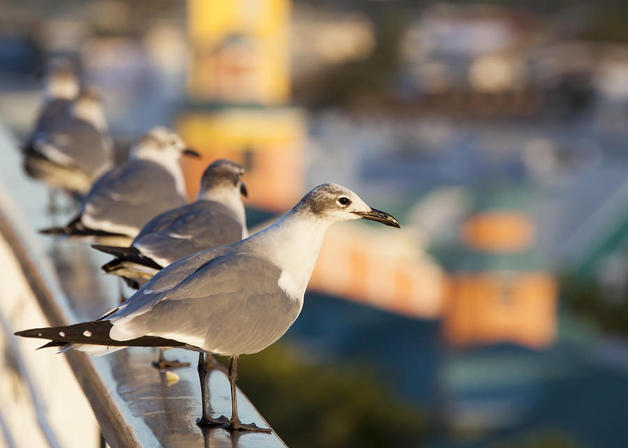 Nassau Seagulls Photograph by Ramunas Bruzas