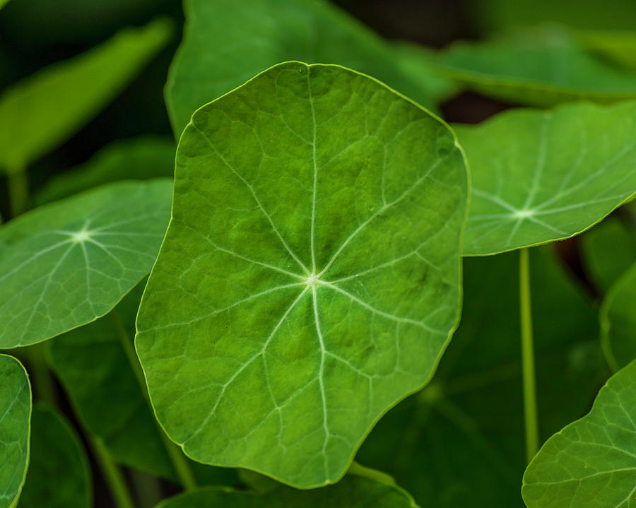 Nasturtium Leaves Photograph by Keith Smith