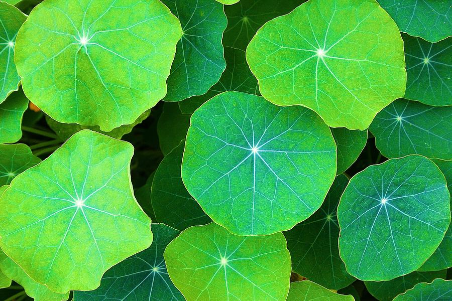 Nasturtium Leaves Photograph by Polly Castor