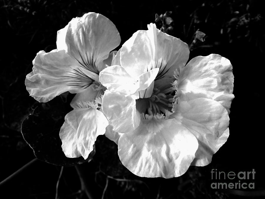 Nasturtiums in Black and White - Photography Photograph by Hao Aiken