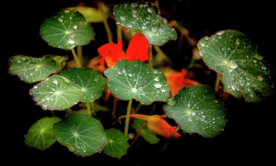 Nasturtiums in November Photograph by Sublime Ireland