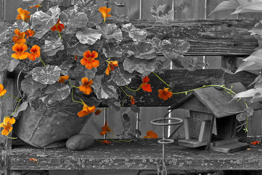 Nasturtiums In The Breeze - Selective Color Photograph by Sandra Foster