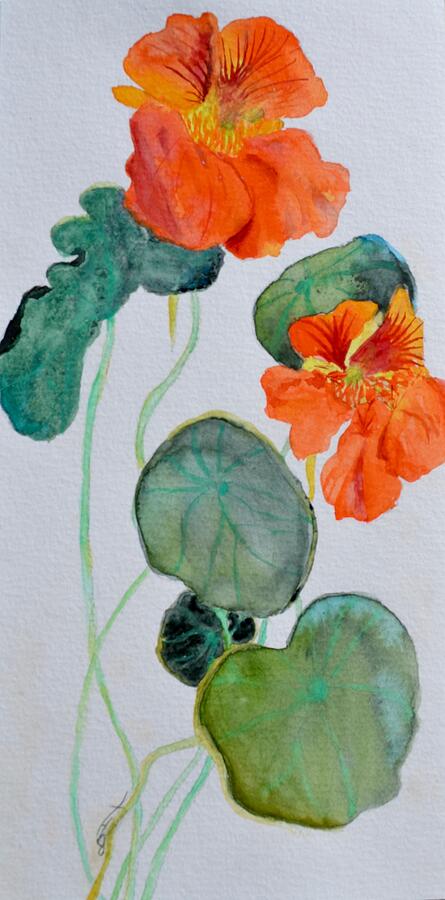 Nasturtiums Study Two Painting by Beverley Harper Tinsley