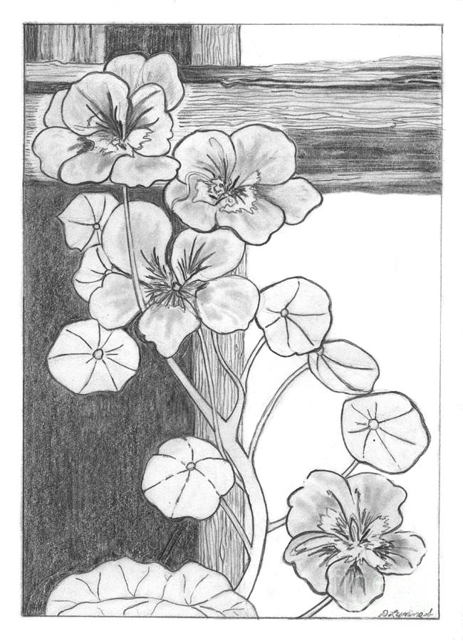 Flower Drawing - Nasturtiums by Tree Whisper Art - DLynneS