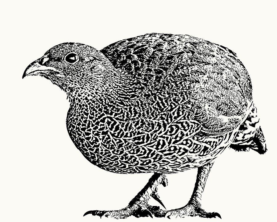 Natal Spurfowl Full Figure by Scotch Macaskill Natal Spurfowl Full Figure by Scotch Macaskill