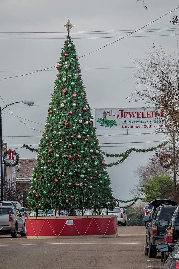 Natchez Christmas Tree Photograph by Gregory Daley  MPSA