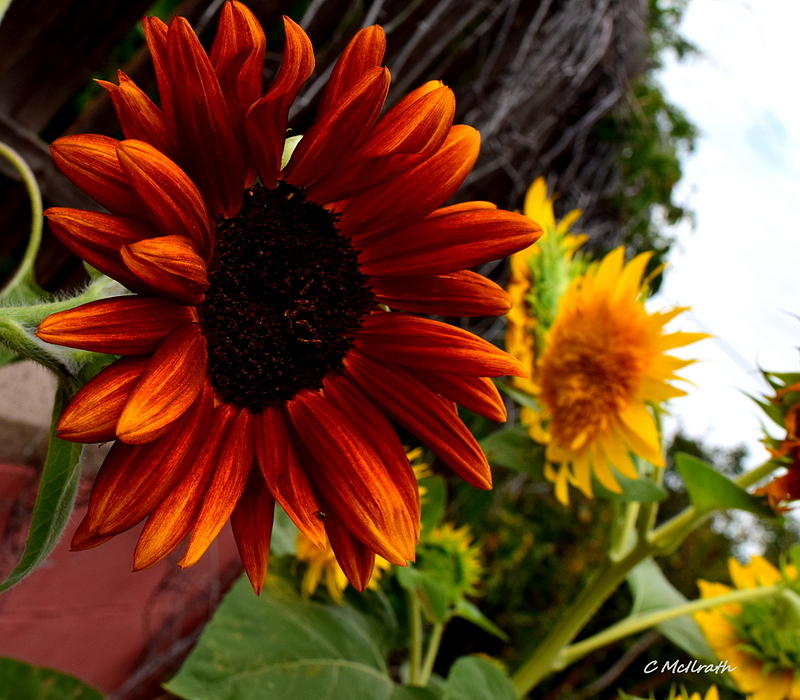 Nathans Red Sunflower Photograph