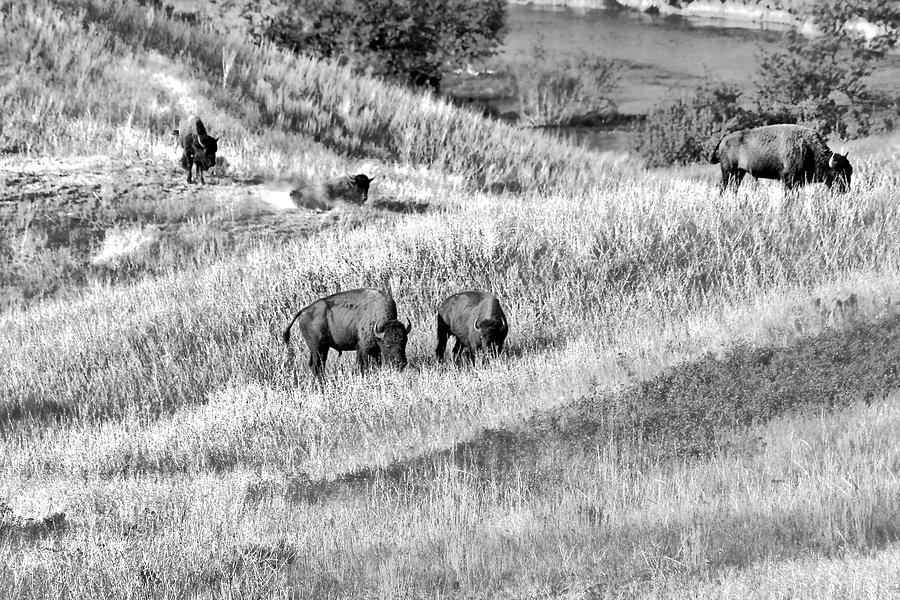 Buffalo Photograph - National Bison Range Wildlife Refuge MT USA by Alexandra Till