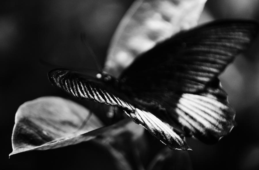 National Butterfly Pavilion BW Photograph by Kyle Hanson