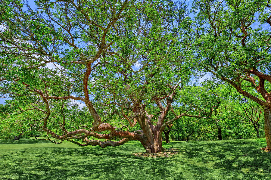 gumbo limbo tree