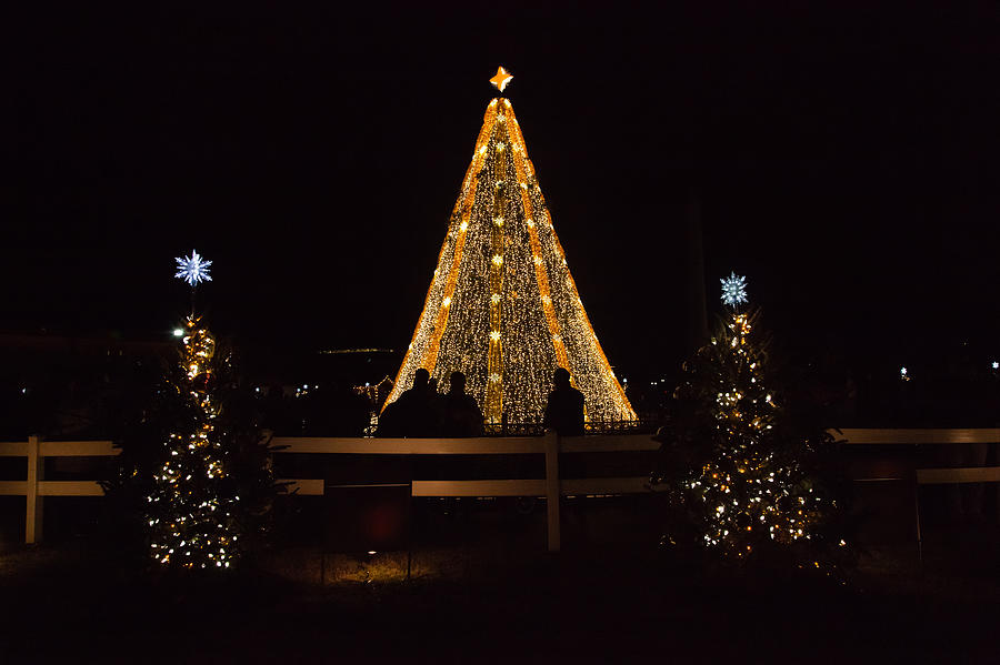 National Christmas Tree Photograph by Erin Cadigan
