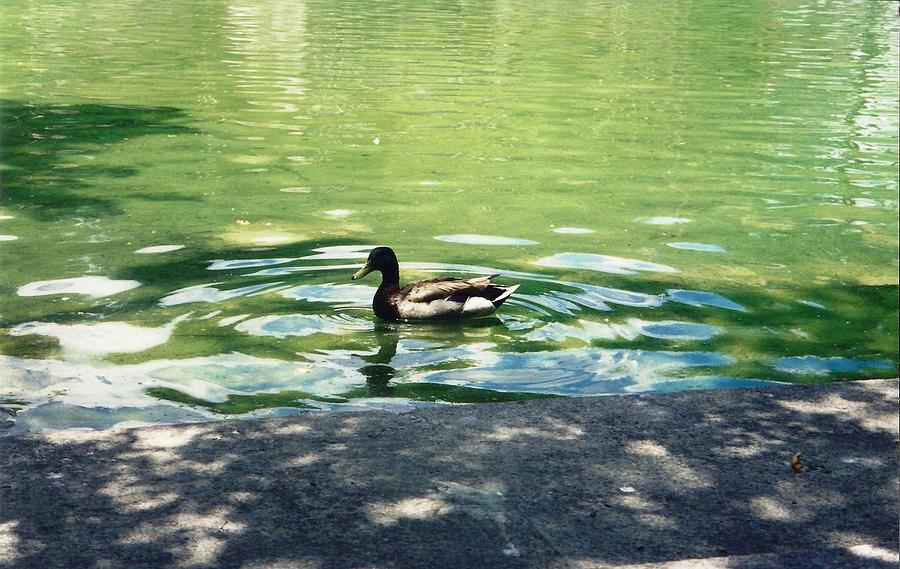 Duck Photograph - National Duck by Judyann Matthews
