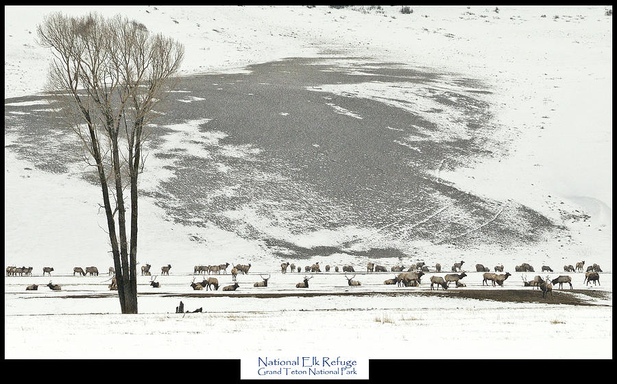 National Elk Refuge Photograph by Greg Norrell