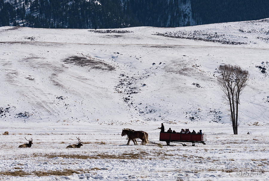 National Elk Refuge Photograph by Jody Partin