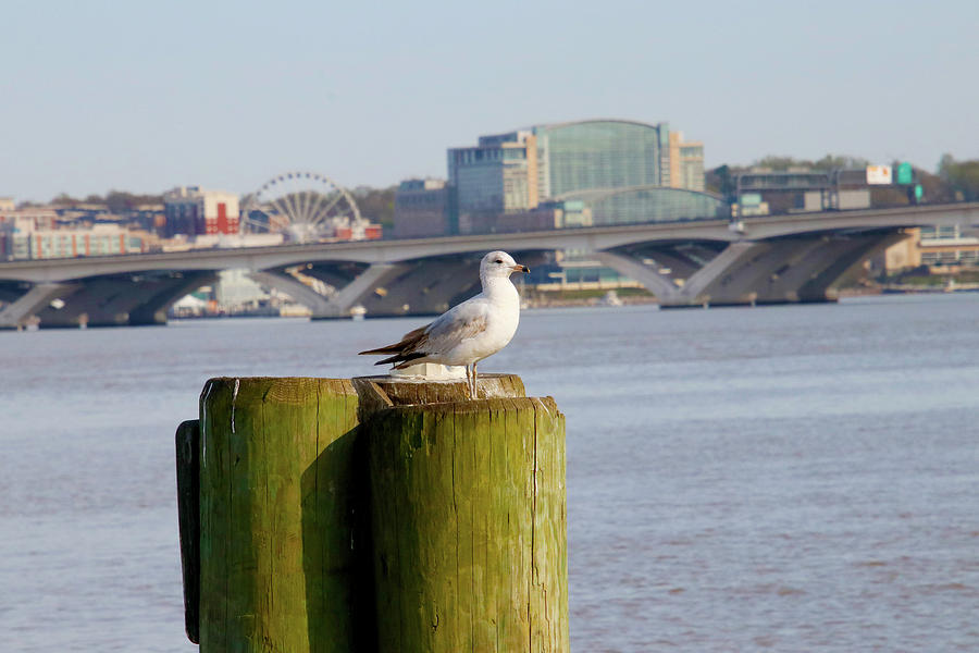 National Harbor From Old Town Alexandria Photograph by Tony Umana National Harbor From Old Town Alexandria Photograph by Tony Umana