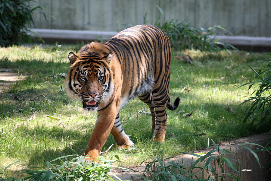 National Zoo - Gunter - Sumatra Tiger Photograph by Ronald Reid - Fine ...