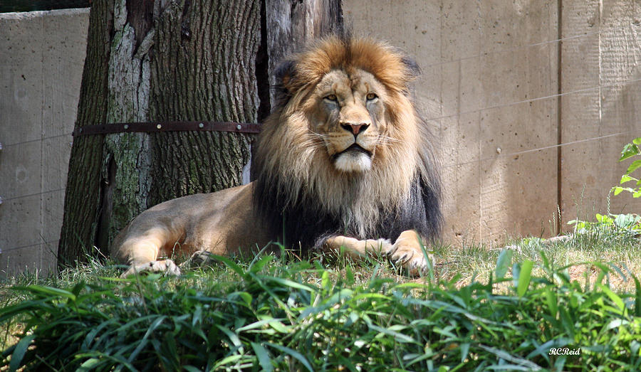 National Zoo - Luke - African Lion Photograph by Ronald Reid