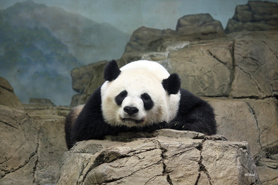 National Zoo - Tian Tian - Giant Panda Photograph by Ronald Reid