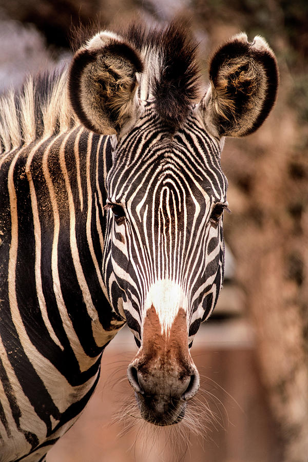 National Zoo Zebra Photograph by Don Johnson