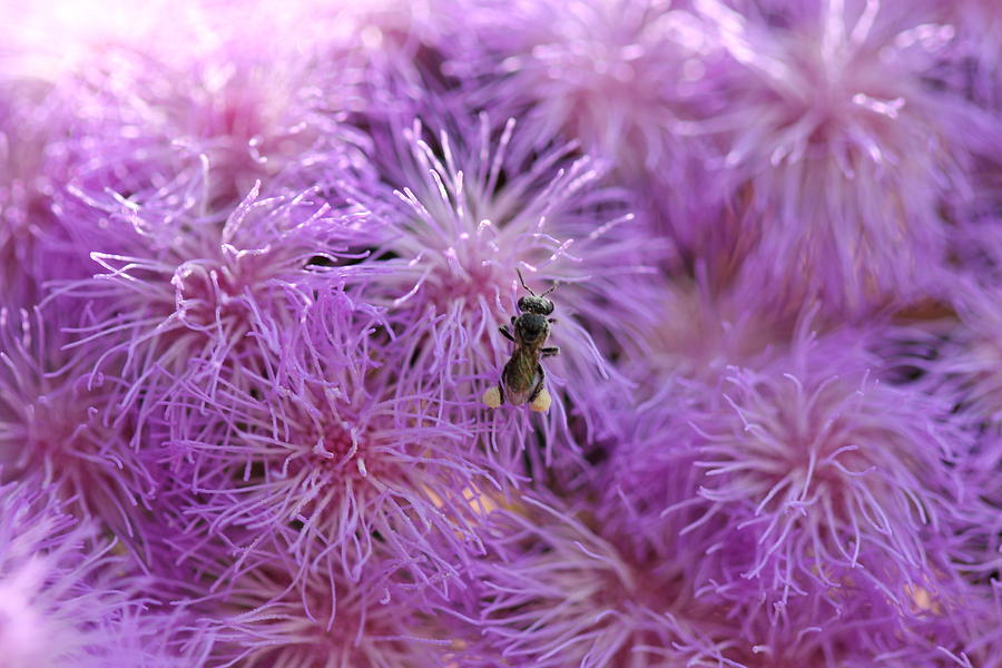 Spring Photograph - Native Bee in Purple Fluff by Voodoo Delicious