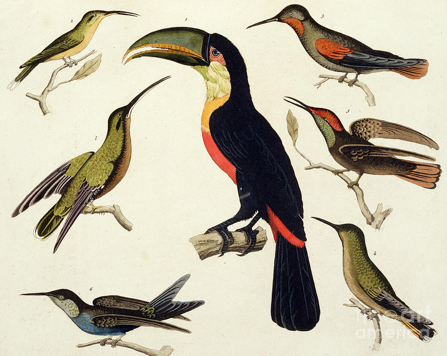 Native birds, including the Toucan from the , Brazil Drawing