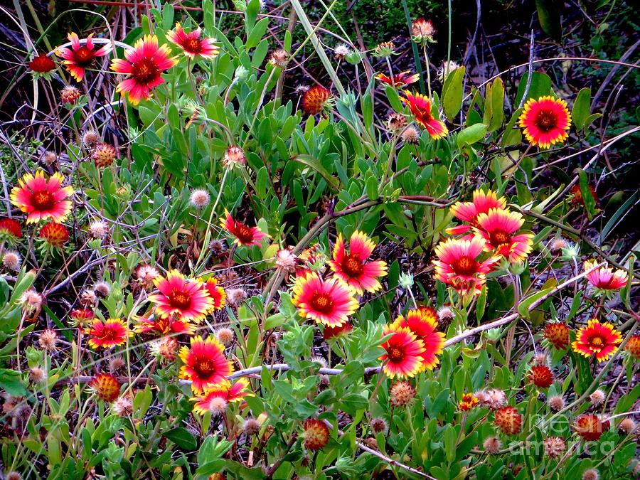 Native Blanket Flower Photograph by Tim Townsend