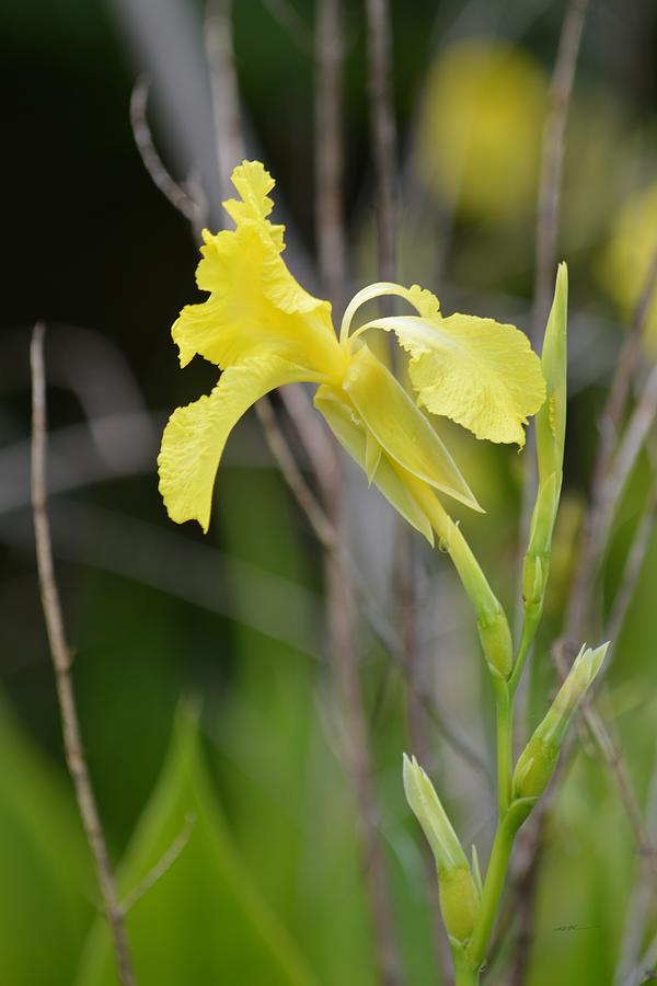 Native Florida Yellow Canna Lily Photograph by rd Erickson