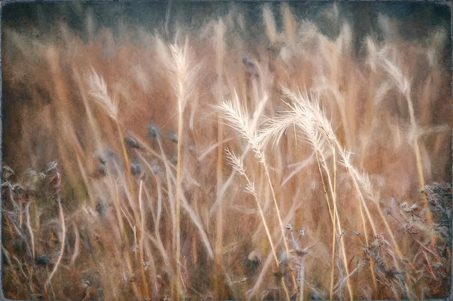 Winter Photograph - Native Grass by Scott Norris