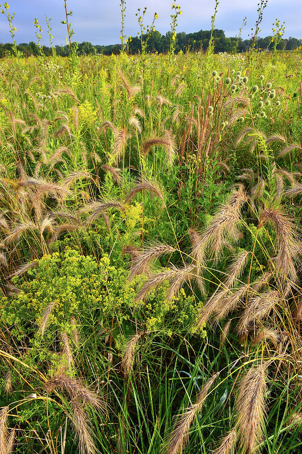 Native Grasses in Glacial Park Photograph by Ray Mathis