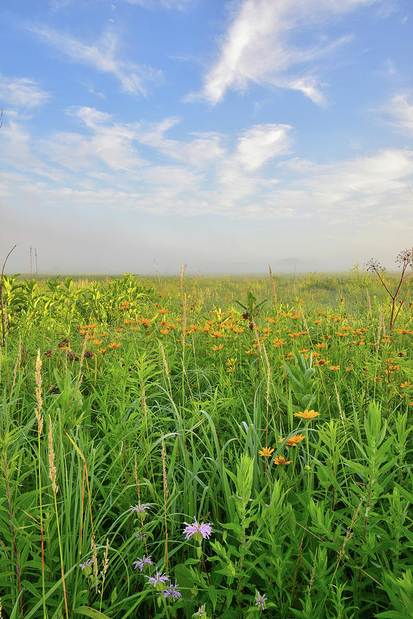 Native Illinois Prairie in Glacial Park Photograph by Ray Mathis