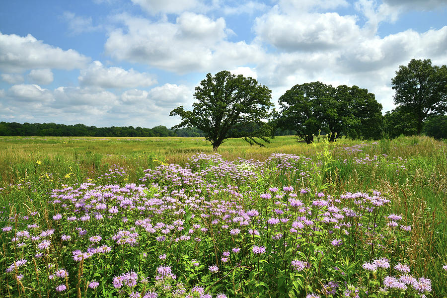 Native Illinois Prairie Photograph by Ray Mathis