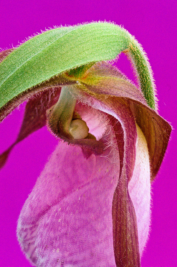 Native Orchid Cypripedium Acaule Up Close Photograph