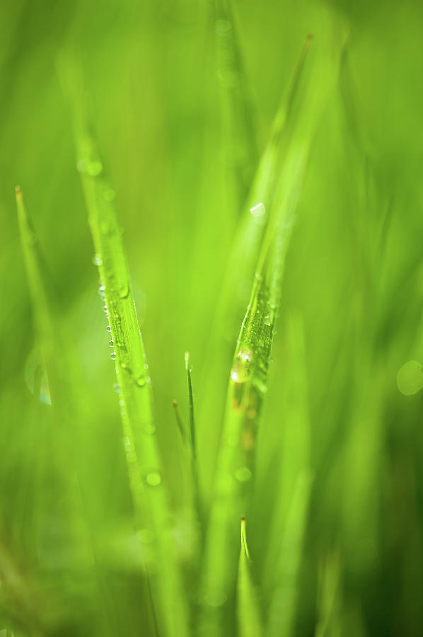 Native Prairie Grasses Number 2 Photograph by Steve Gadomski - Fine Art ...