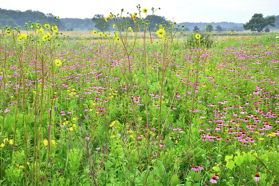 Native Prairie in Chain-o-Lakes SP Photograph by Ray Mathis