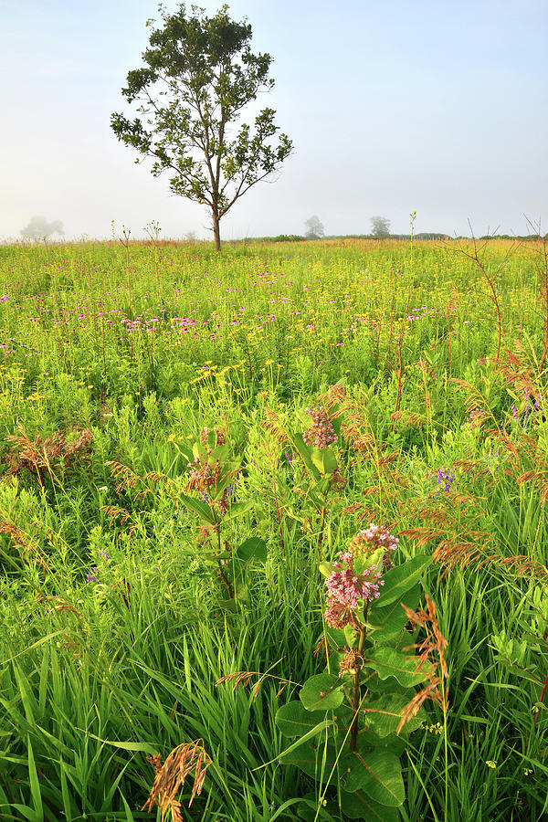 Native Prairie in Chain-o-Lakes State Park Photograph by Ray Mathis