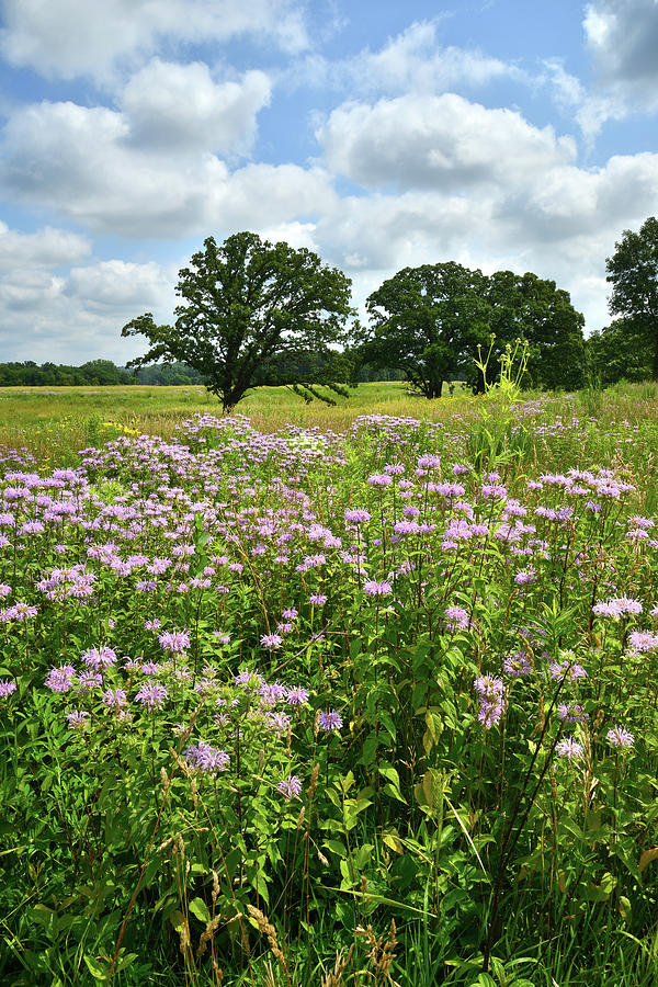 Native Prairie in McHenry County, IL Photograph by Ray Mathis