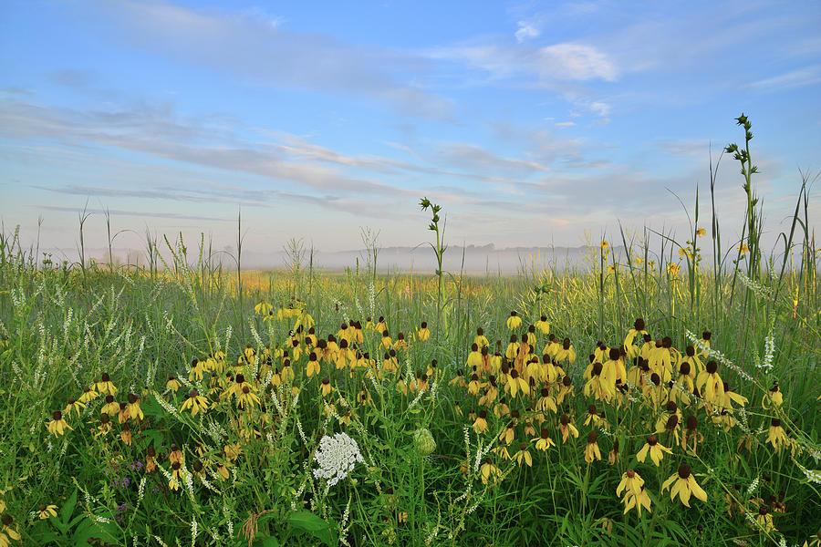 Native Prairie in McHenry County Photograph by Ray Mathis