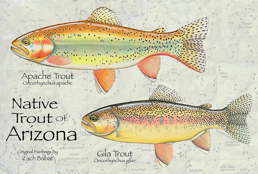 Trout Painting - Native Trout of Arizona by Kerry Pride