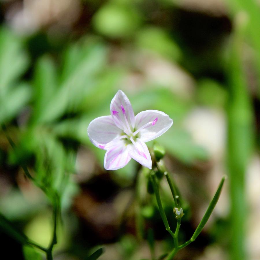 Native Virginia Flora Claytonia Virginica Photograph by M E