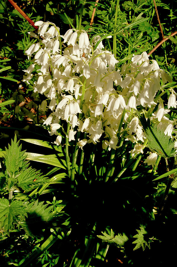 Native White Bluebells. Late Spring. Photograph