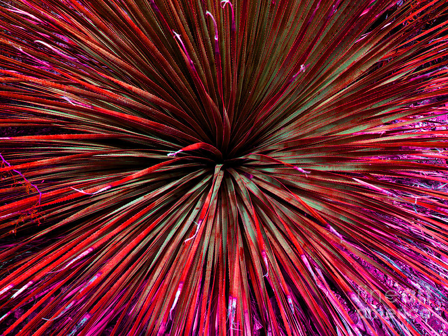 Natural Abstract Red Photograph by Brenda Kean