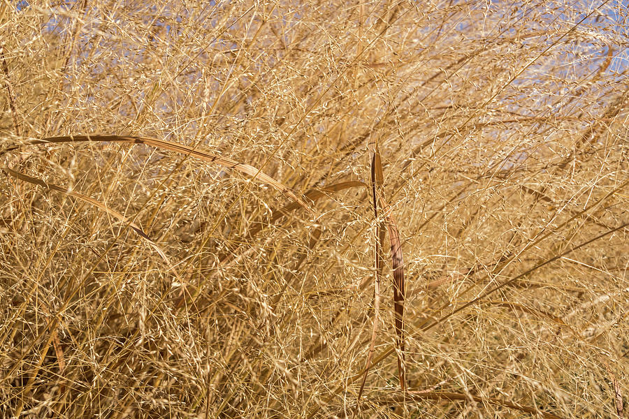 Natural Abstracts - Elaborate Shapes and Patterns in the Golden Grass Photograph by Georgia Mizuleva
