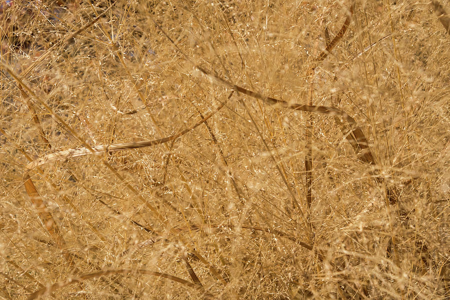 Natural Abstracts - Intricate Shapes and Patterns in the Golden Grass Photograph by Georgia Mizuleva