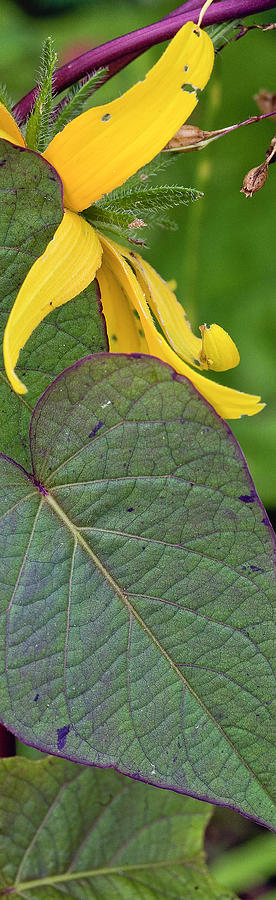 Prairie Photograph - Natural Affection - Panel by Mark Braun Prairie Photograph - Natural Affection - Panel by Mark Braun