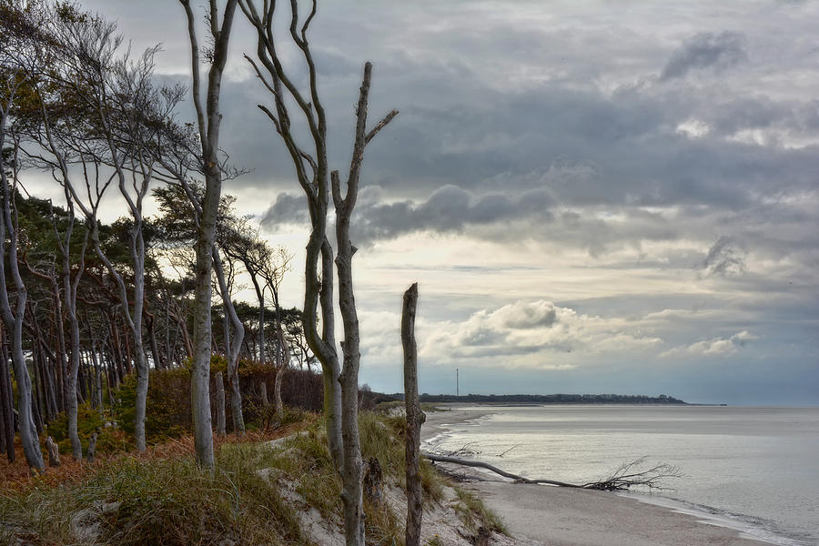 Tree Photograph - Natural Baltic Beach by Joachim G Pinkawa
