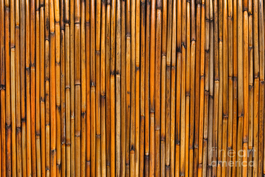 Natural Bamboo Background Photograph by Olivier Le Queinec