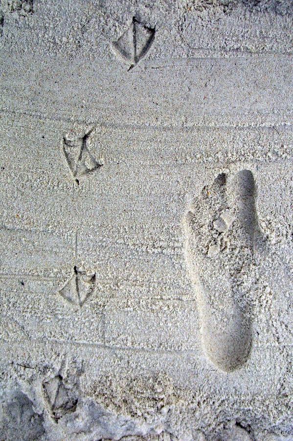 Natural Beach Footprints Photograph by Sheri Parris