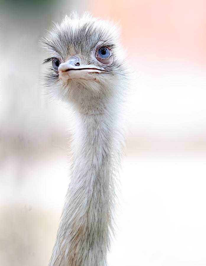 Ostrich Photograph - Natural Beauty by Fulvio Pellegrini