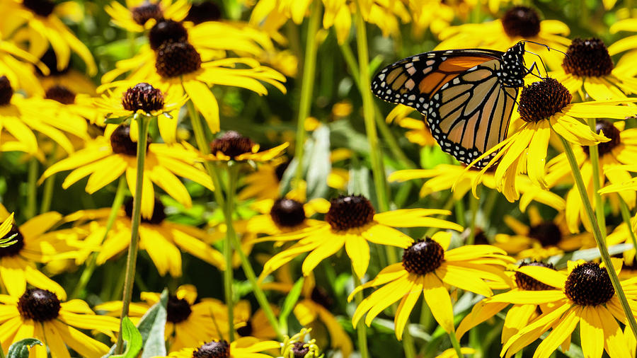 Monarch Butterfly on Yellow Flowers Photograph by Jason Fink